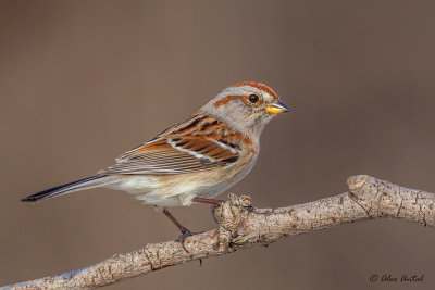 American-tree Sparrow