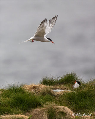 Common Tern
