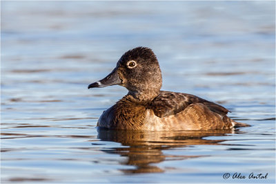 ringnecked_duck_