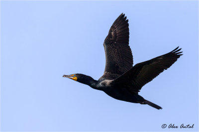 Double-crested Cormorant