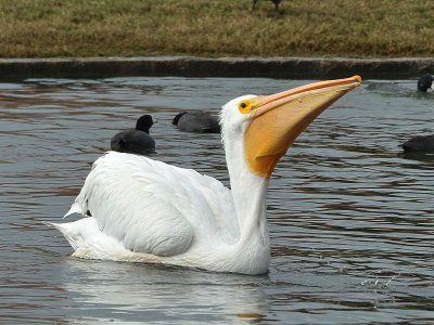 PC-13bird.jpg