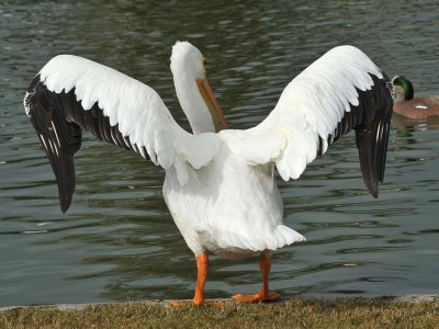 White Pelicans and Canadian Geese - 2012