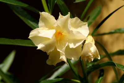 first blossom of our Oleander