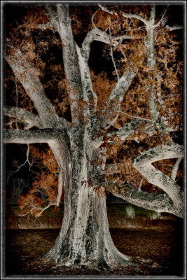 11/30/12 - Dramatic Oak
