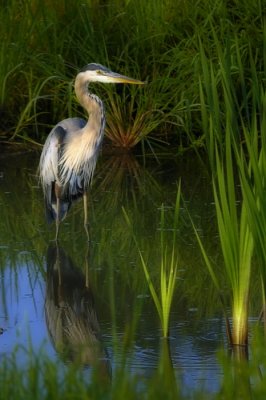 8/23/06 - Great Blue Heron