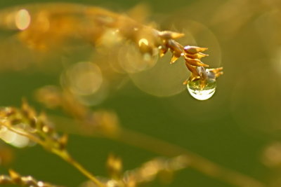 8/23/06 - Grass & Dew