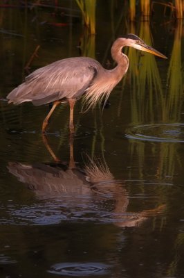 8/24/06 - Great Blue Heron