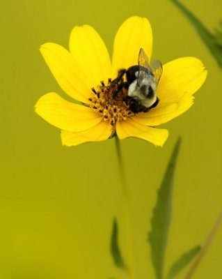 8/25/06 - Tickseed Sunflower