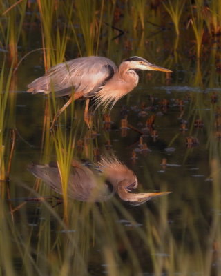 8/25/06 - Great Blue Heron - again