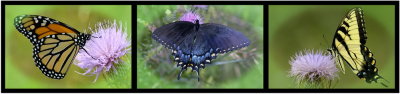 8/29/06 - Butterfly Triptych