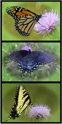 8/29/06 - Butterfly Triptych