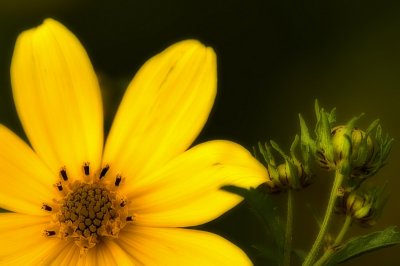 9/4/06 - Tickseed Sunflower