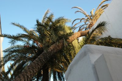 The Leaning Palm Tree over Mamacas