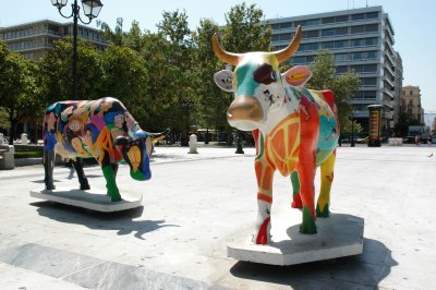 Greek Cows in Athens
