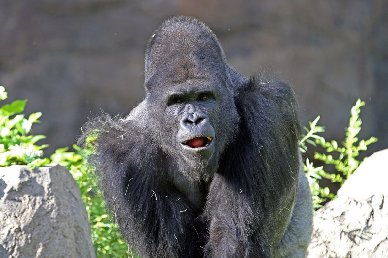 IMG_0884 Silverback.jpg