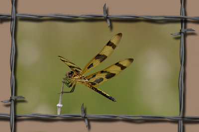 Barbed wire frame Dragonfly.jpg