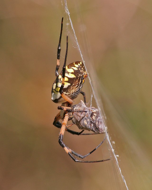 Black and Yellow Garden Spider