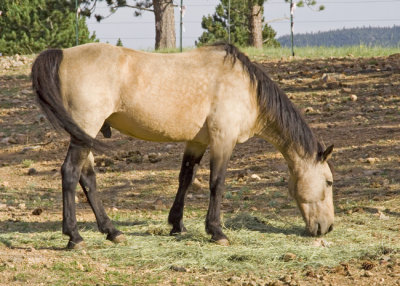 z_MG_2729 Judy Archibald horse.jpg