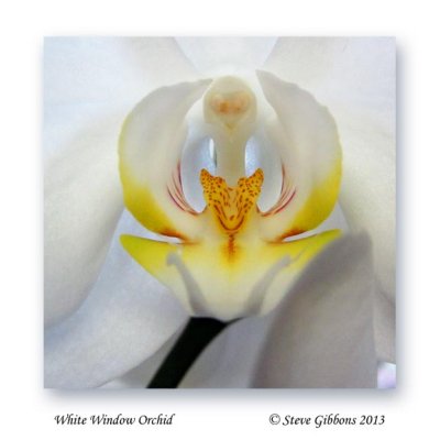 White Window Orchid