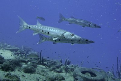 bonaire_2013