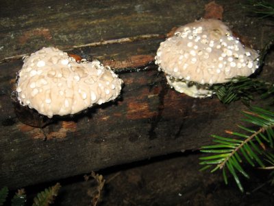 Water on Scaly Lentinus toadstools