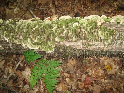 Fungi on log