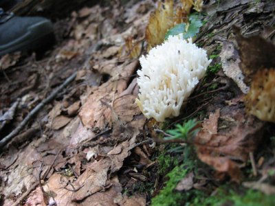 Crested Coral Fungi