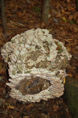 Log with Bracket Fungi