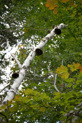 Three large Piptoporus betulinus on birch tree