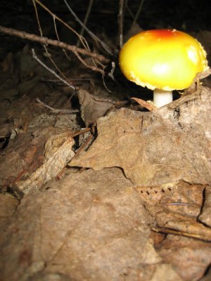  Yellow Patches Mushroom, Amanita flavoconia