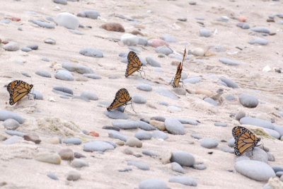 Monarch Butterflies at Sandbanks 4