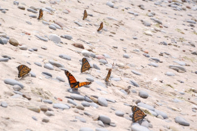 Monarch Butterflies at Sandbanks 3