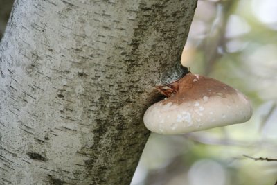 Birch Tree Fungi