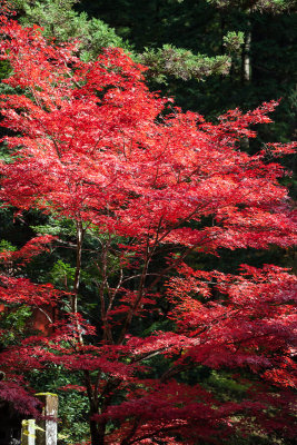 Glorious red leaves