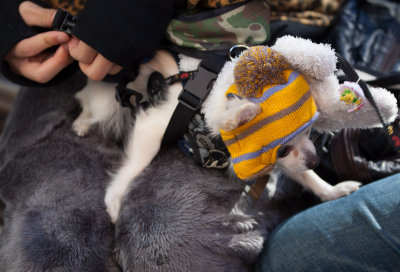 Safe on his master's lap.