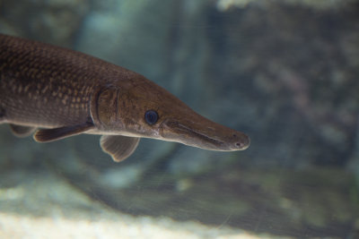River Safari
