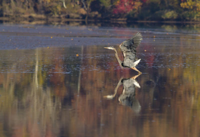 Autumn Reflections