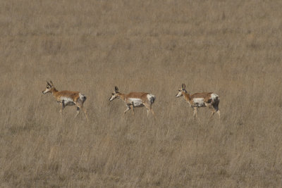 Pronghorn Parade