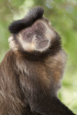 Portrait of a Capuchin Monkey