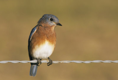 Blue Bird at Cades Cove