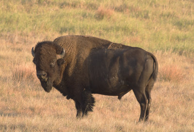 Bison Portrait in Profile