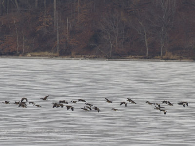 Geese in flight over frozen Belmont Bay