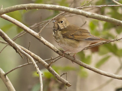 Hermit Thrush