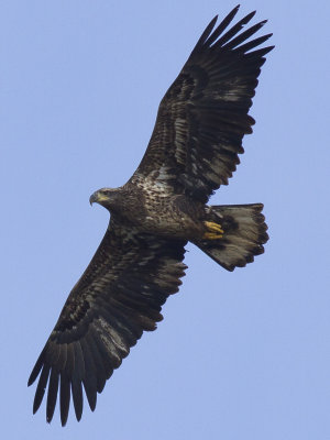 juvenile eagle in flight