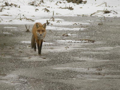 Fox on a frozen marsh