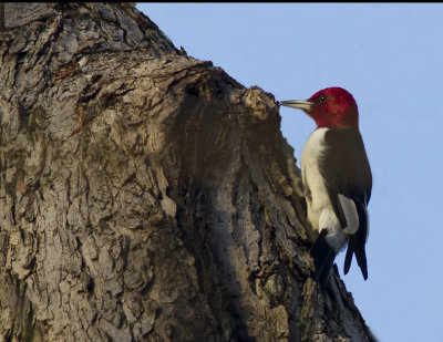 Red-headed woodpecker-1.jpg