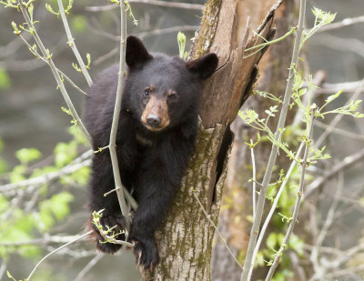 Bearfinal.jpg