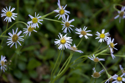 _MG_0015.jpg