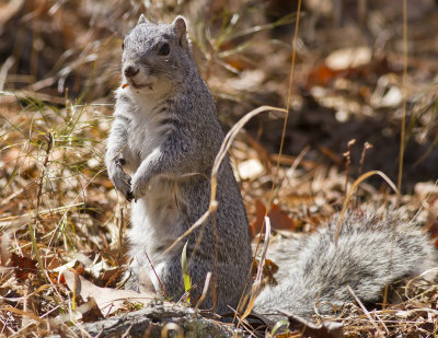 Delmarva Fox Squirrel--An Endangered Species