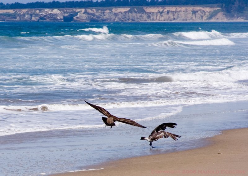 Two birds on the beach [5373].jpg